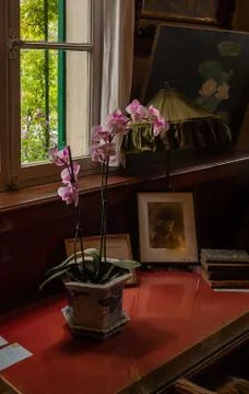 Orchid in old window light Stock Photos