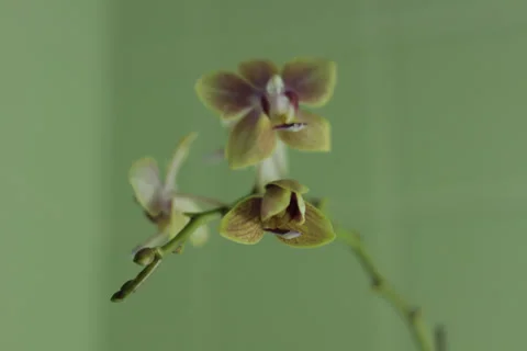 Orchid Opening 2 - TimeLapse - 5k 스톡 동영상 37377672