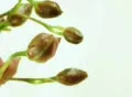 Orchid opening (PAL) SD Footage