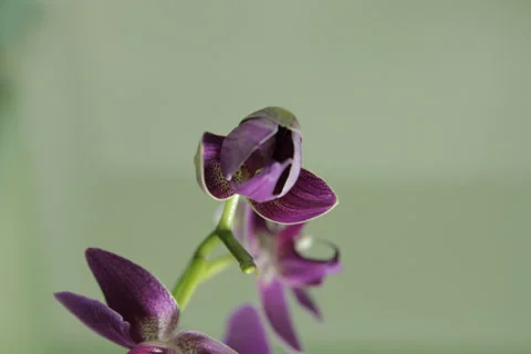 Orchid Opening - TimeLapse - 5k 스톡 동영상 37378599