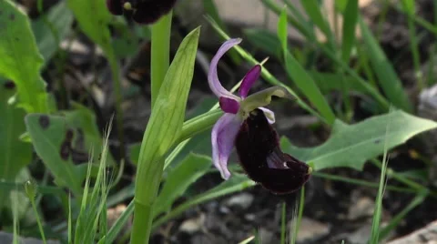 ORCHID (OPHRYS BERTOLONII) #2 Stock Footage 43426895
