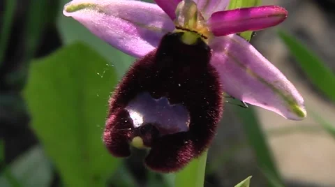ORCHID (OPHRYS BERTOLONII) #3 Stock Footage 43427133