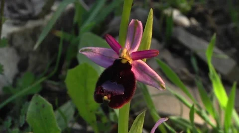 ORCHID (OPHRYS BERTOLONII) #4 Stock Footage 43427323