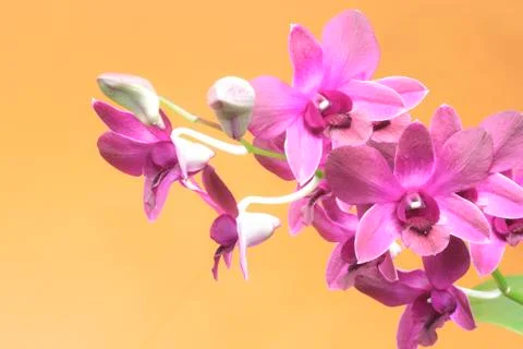 Orchid on orange background Stock Photos