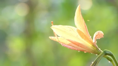 Orchid Orange flower Stock Footage 106019201