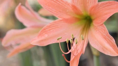 Orchid orange Stock Footage 78961402