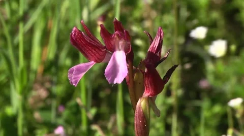 ORCHID (ORCHIS PAPILIONACEA) Stock Footage 43428560
