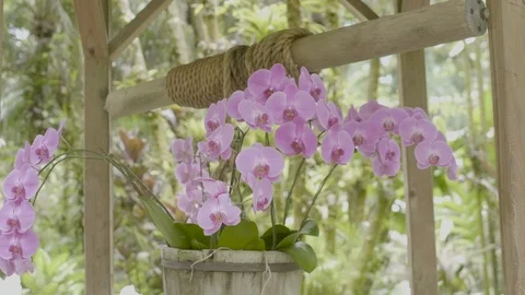 Orchid over well Stock Footage 123242331