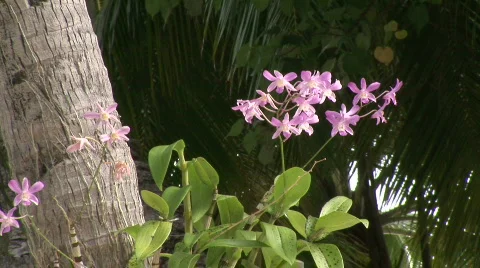 Orchid on Palm tree Stock-Footage 480021