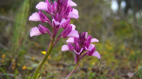 Orchid papilonacea Stock Footage 111784912