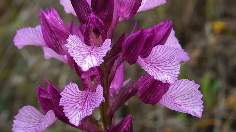 Orchid papilonacea Video stock 112350603