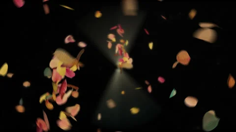 Orchid petals on transparent background Stock Footage 276887041