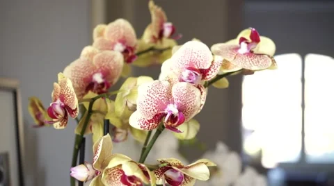 Orchid Phalenopsis Vídeos de archivo 47709007