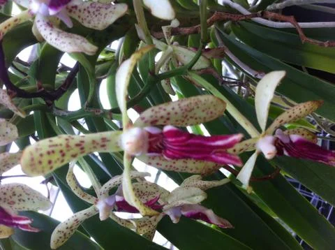 Orchid 스톡 사진
