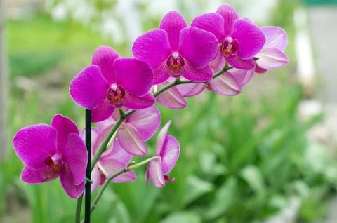 Orchid Stock Photos