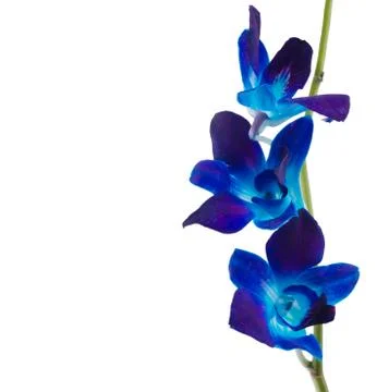 Orchid Fotos Stock