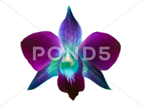 Orchid Stock Photos