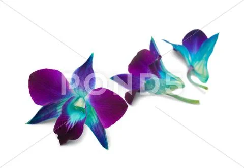 Orchid Stock Photos