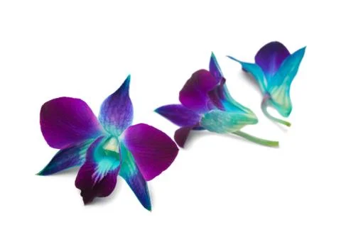 Orchid Stock Photos