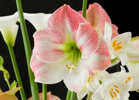 Orchid Foto stock
