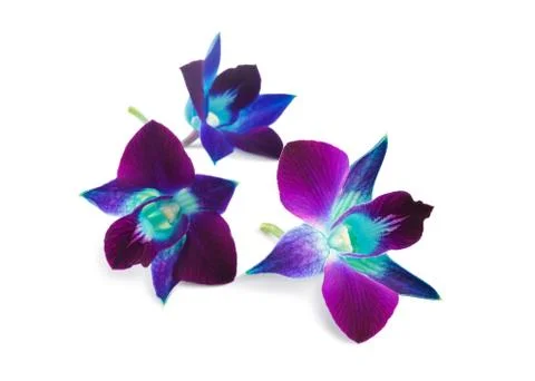 Orchid Stock Photos