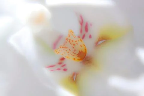 Orchid Stock-Fotos
