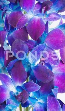 Orchid Stock Photos