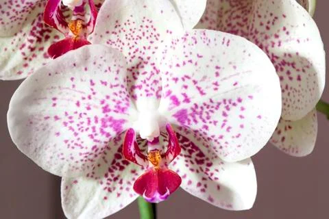 Orchid Foto stock
