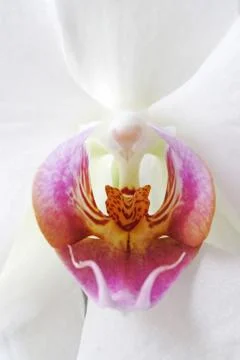 Orchid Stock Photos