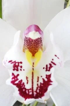 Orchid Stock Photos