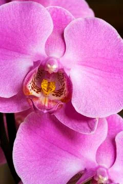 Orchid Stock Photos
