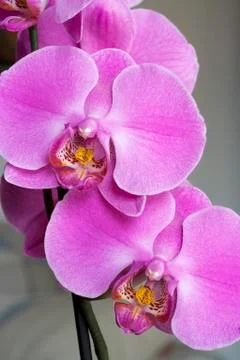 Orchid Stock Photos