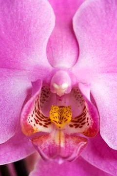Orchid Stock Photos
