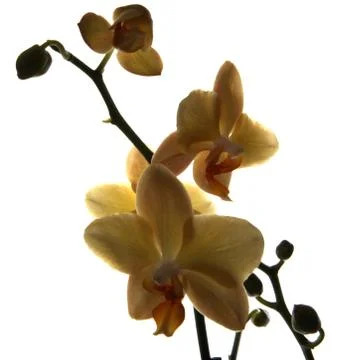Orchid 스톡 사진