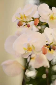 Orchid Stockfoto's