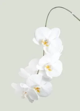Orchid Stock Photos