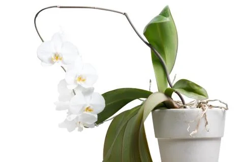 Orchid Stock Photos