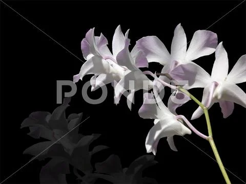 Orchid Stock Photos