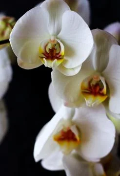 Orchid Stock Photos