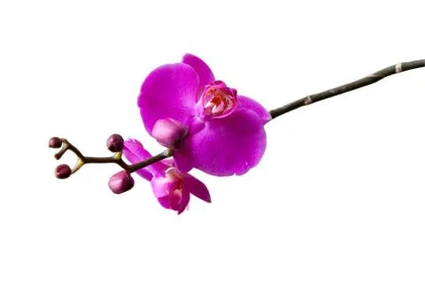 Orchid Stock Photos
