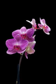 Orchid Foto stock