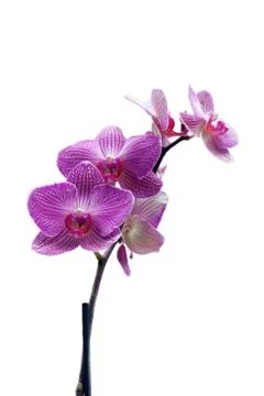 Orchid Stock Photos