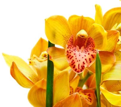 Orchid Stock Photos