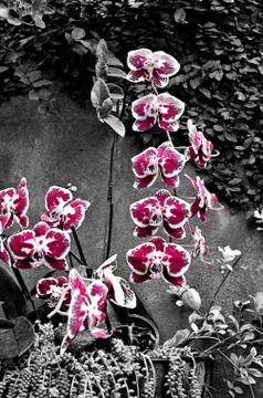Orchid 写真素材