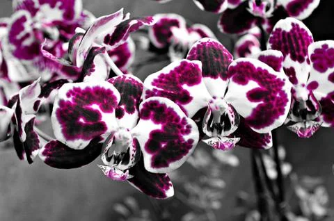 Orchid Fotos de archivo