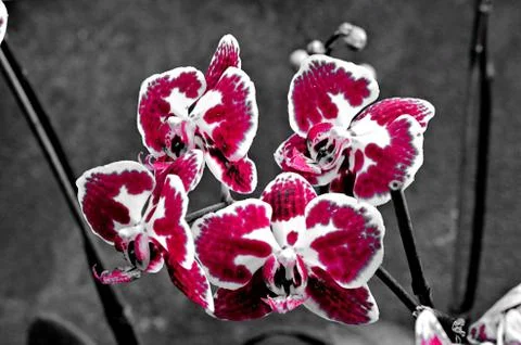Orchid 写真素材