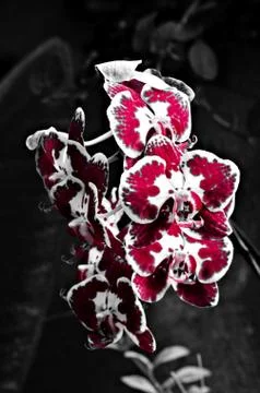 Orchid Fotos de archivo