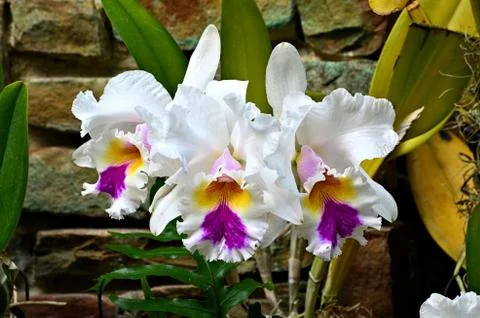 Orchid 写真素材