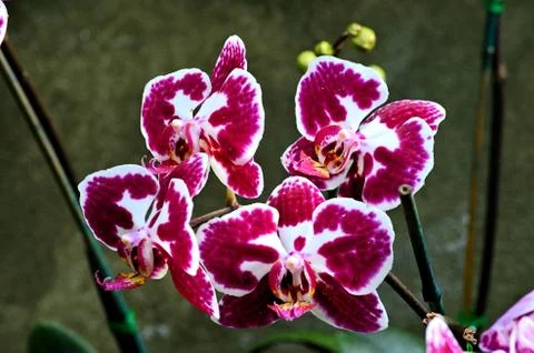 Orchid 写真素材