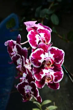 Orchid Fotos de archivo